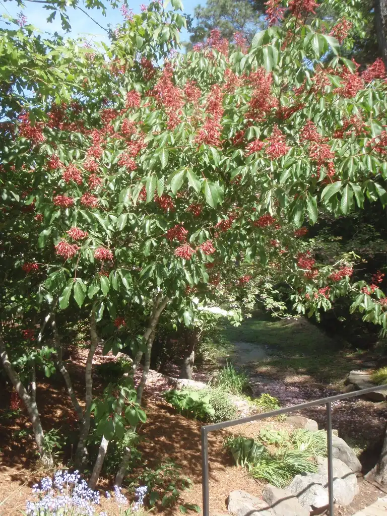 Foto de Aesculus pavia - Section of plant in bloom:Jim Lawrence