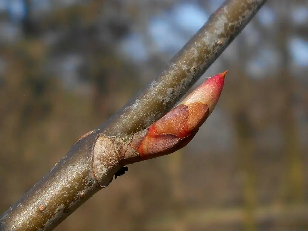 Foto de Aesculus pavia - Stem buds:Salicyna