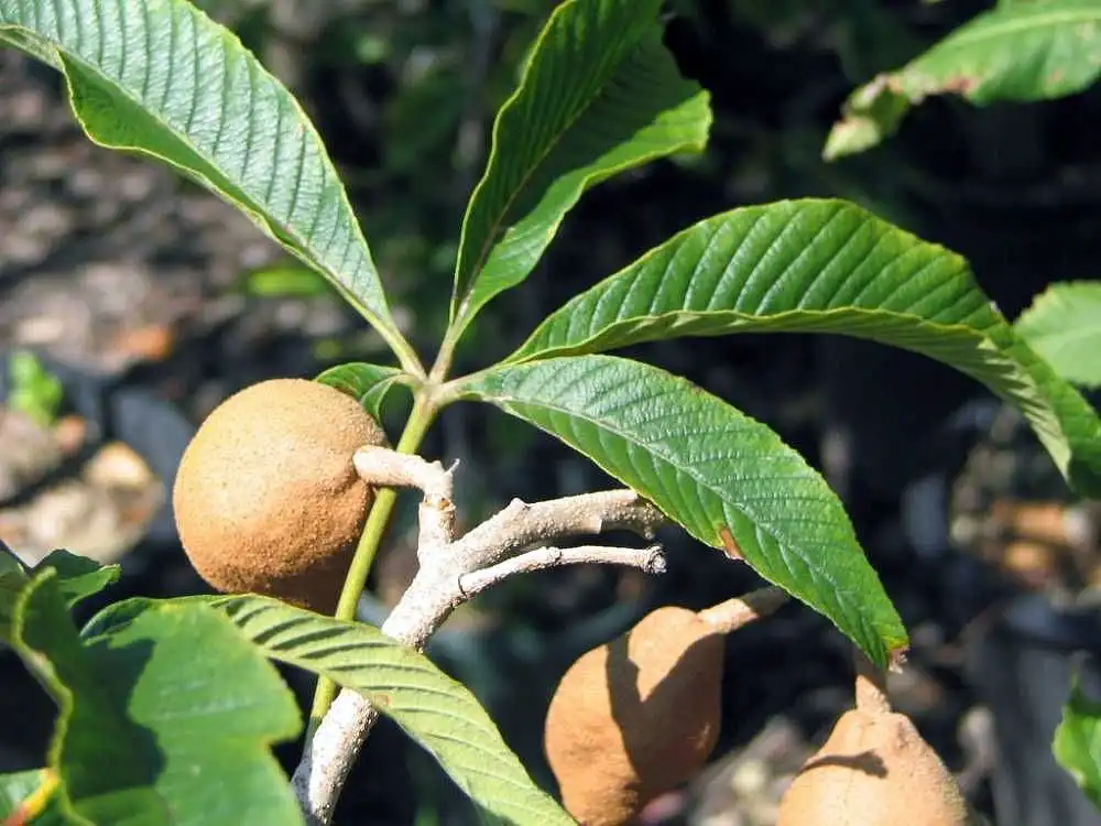 Foto de Aesculus pavia - Leaves and fruit:David J. Stang
