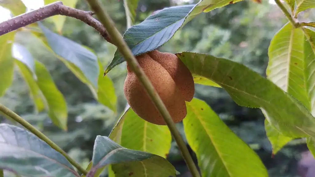Foto de Aesculus pavia - Fruit:Dan Keck