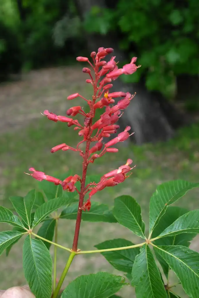 Foto de Aesculus pavia - Flower Close-up:Jim Robbins