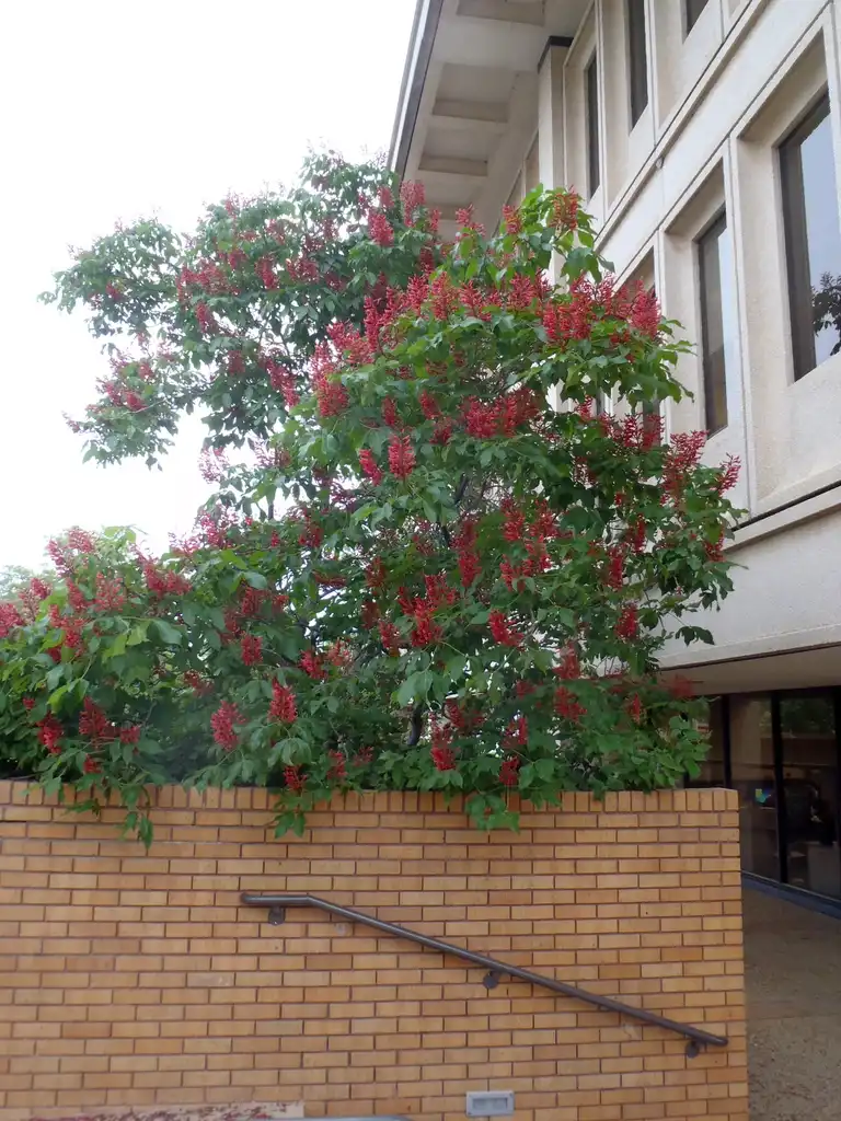 Foto de Aesculus pavia - Flower Form:Jim Robbins