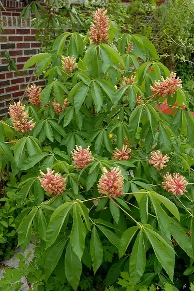 Photo of Aesculus sylvatica (Aesculus sylvaticas)