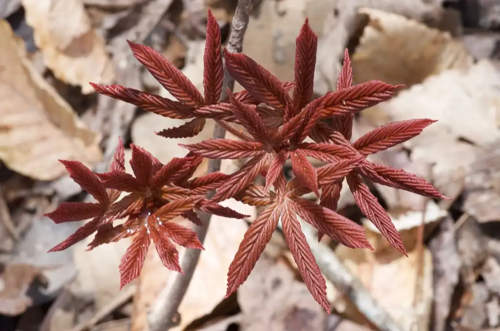 Photo of Aesculus sylvatica (Aesculus sylvaticas)