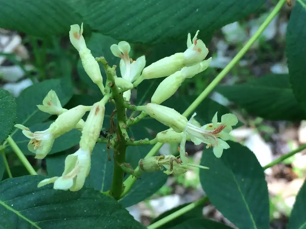 Photo of Aesculus sylvatica - Close up of flower:jtuttle
