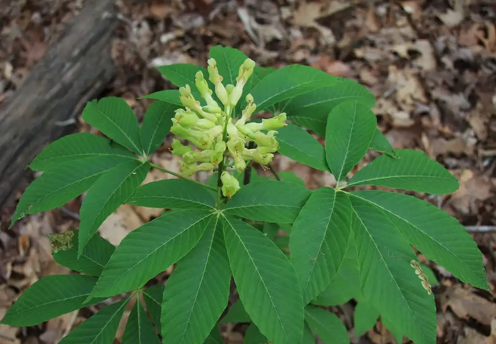 Photo of Aesculus sylvatica - Flower and leaves:Dcrjsr