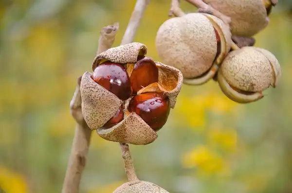 Photo of Aesculus sylvatica - Fruit and seed:Suzanne Cadwell