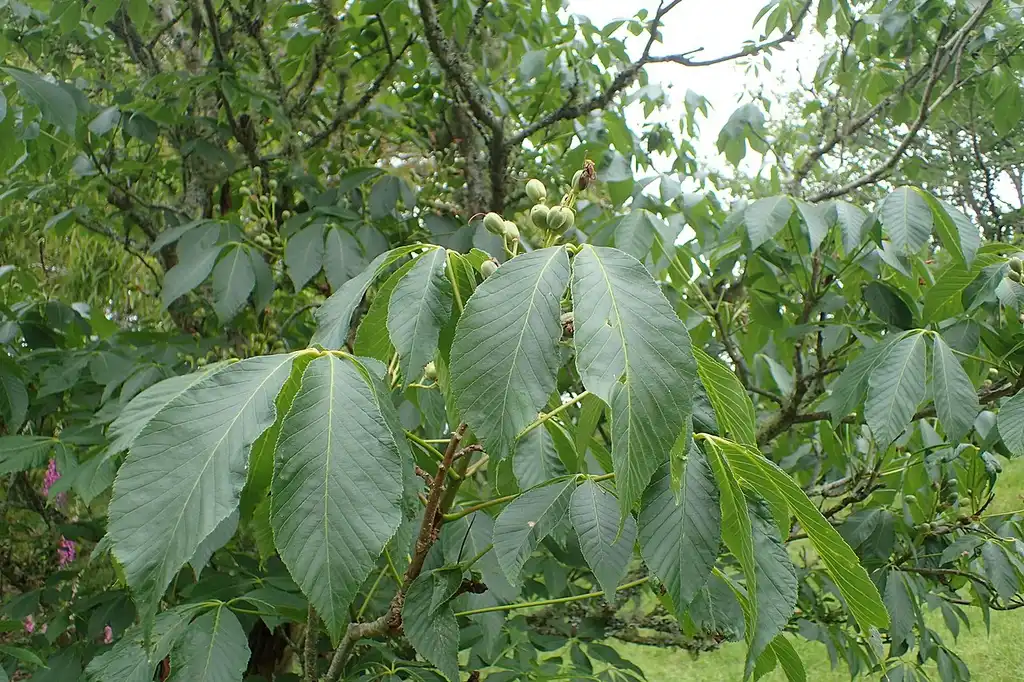 Photo of Aesculus sylvatica - Leaves:Krzysztof Ziarnek, Kenraiz
