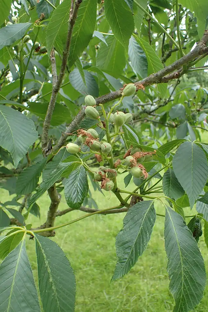 Photo of Aesculus sylvatica - Fruit, stem, leaves:Krzysztof Ziarnek, Kenraiz