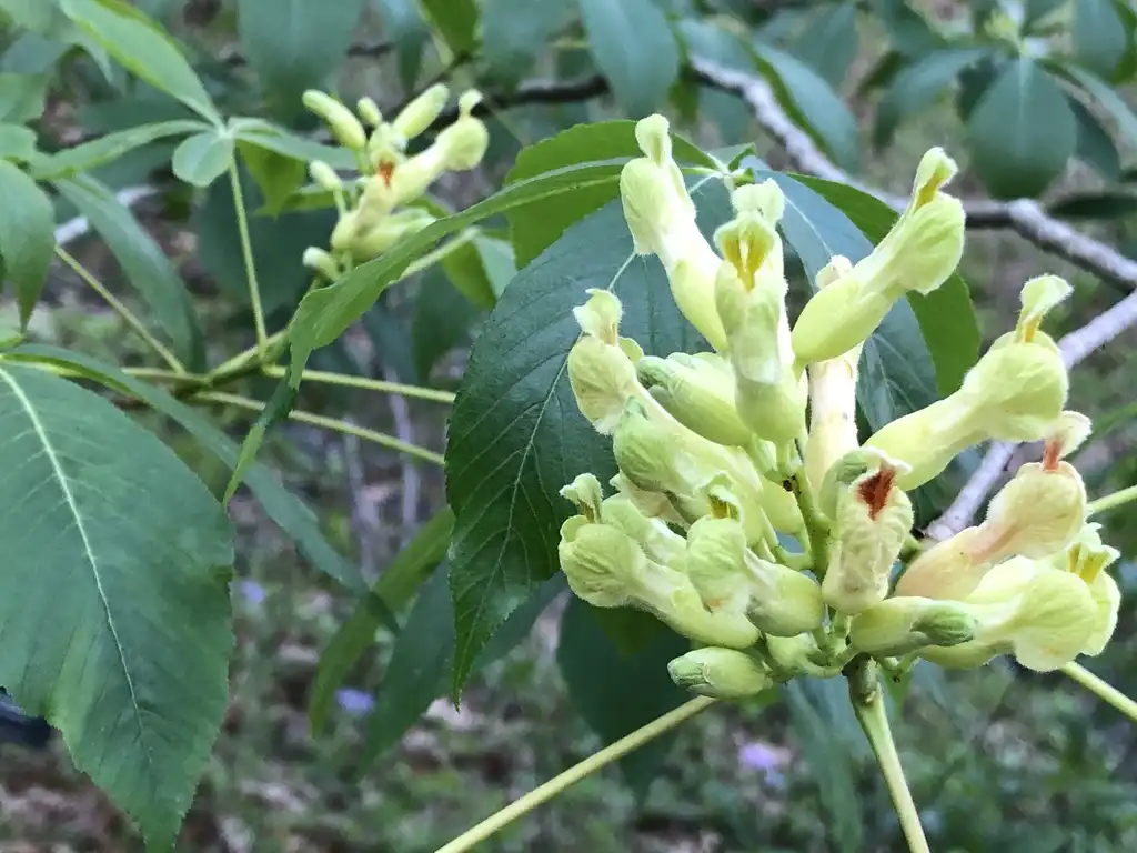Photo of Aesculus sylvatica - Leaves and Bud Close-Up (Corneille Bryan,NC):Marcia Boyle