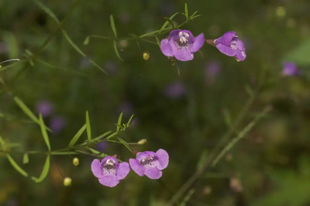 Photo of Agalinis tenuifolia (Agalinis tenuifolias)