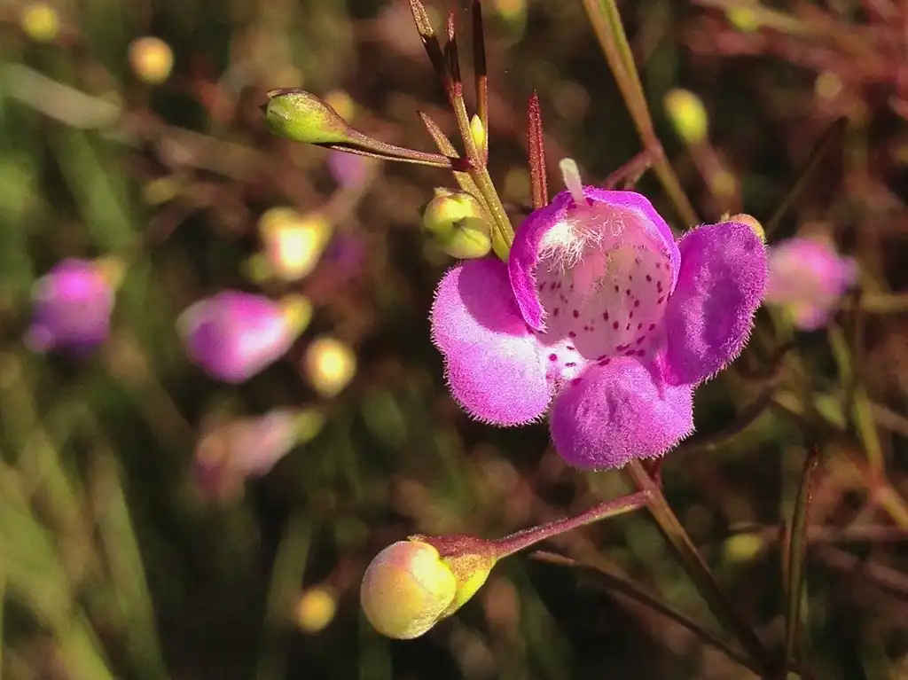 Photo of Agalinis tenuifolia (Agalinis tenuifolias)