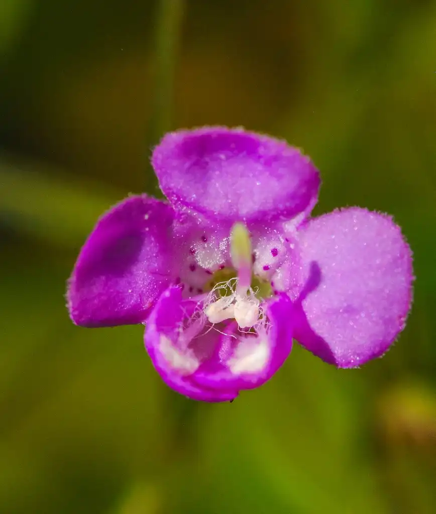 Photo of Agalinis tenuifolia - Flower petals:Joshua Mayer