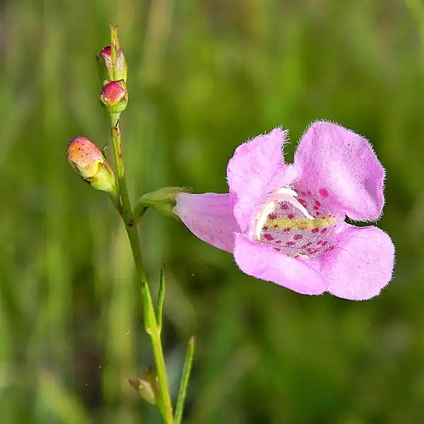 Foto de Agalinis (Agaliniss)