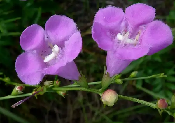 Foto de Agalinis - Agalinis- fasciculata:Eleanor