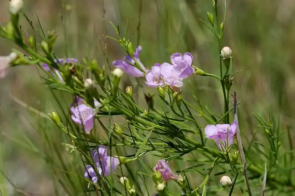 Foto de Agalinis - Agalinis aspera:squamatologist
