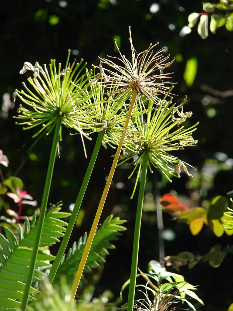 Photo of Agapanthus praecox ssp. orientalis (Agapanthus praecox ssp. orientaliss)