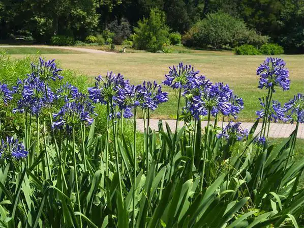 Photo of Agapanthus (Agapanthuss)