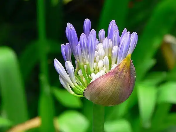 Photo of Agapanthus (Agapanthuss)