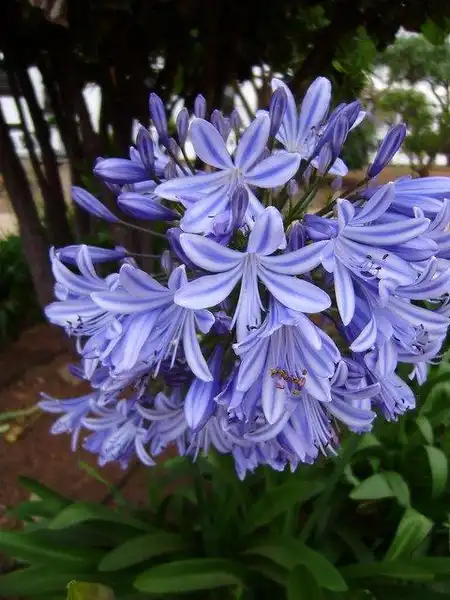 Photo of Agapanthus - Flower:Carmen
