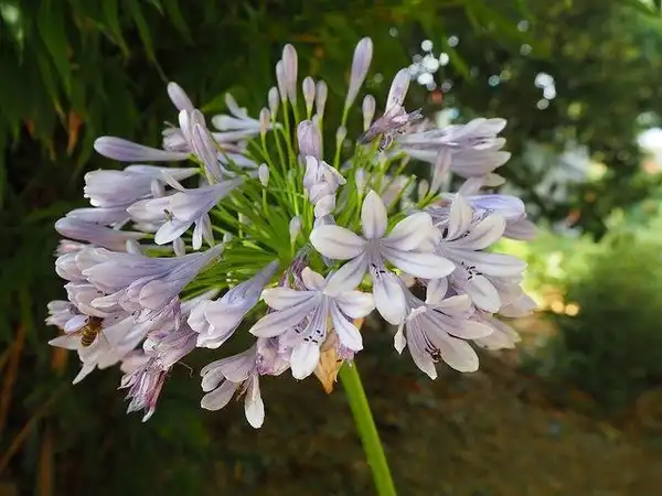 Photo of Agapanthus - Flower head:Teresa Grau Ros