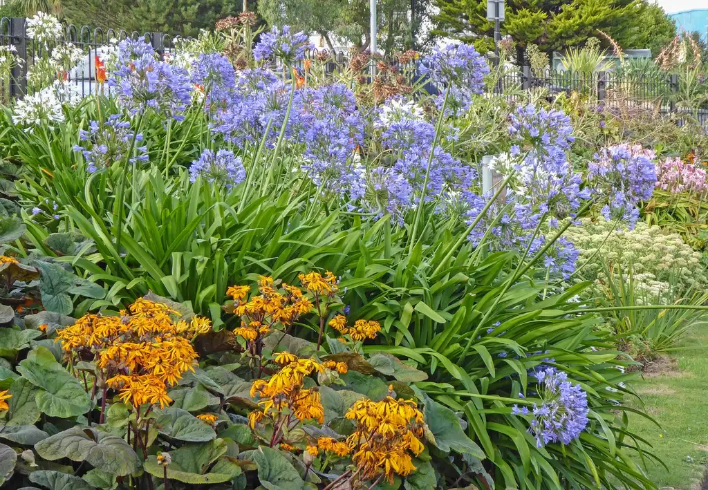 Photo of Agapanthus - Mature agapanthus in bloom (purple):Tim Green