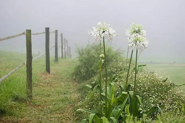 Photo of Agapanthus - Form:Paul Godard