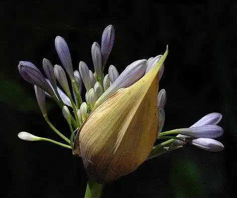 Photo of Agapanthus - Flower detail:Eran Finkle