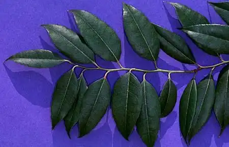 Foto de Agarista populifolia (Agarista populifolias)