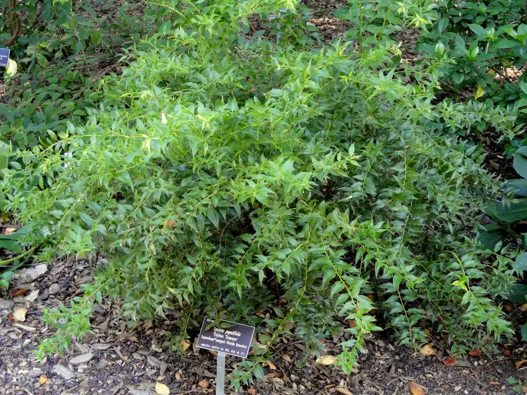 Foto de Agarista populifolia - Agarista populifolia 'Tyler's Treasure' taken at J.C. Raulston Arboretum: