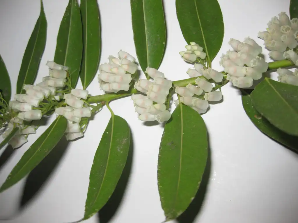 Foto de Agarista populifolia - Flower:Fepup