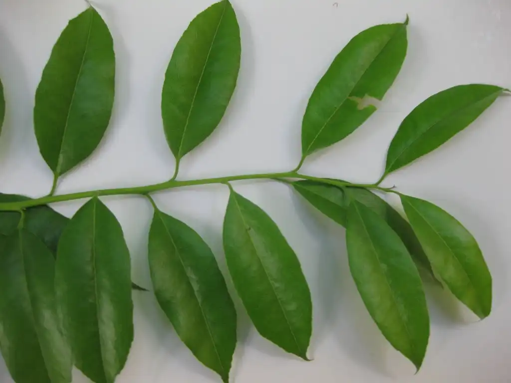 Foto de Agarista populifolia - Leaf:Fepup