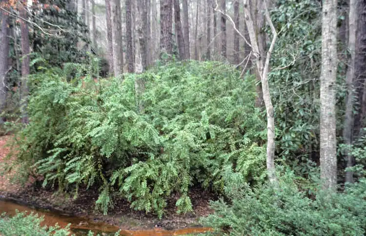 Foto de Agarista populifolia - Form:JC Raulston Arboretum