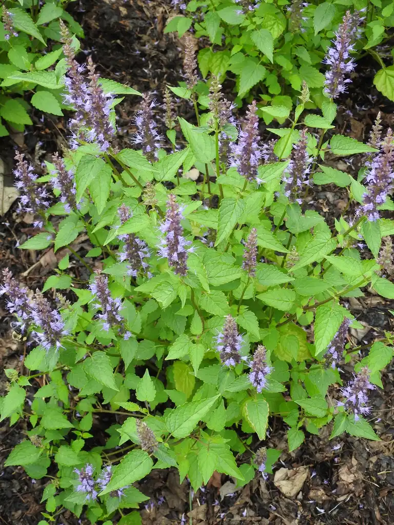 Photo of Agastache 'Astello Indigo' (Agastache 'Astello Indigo's)