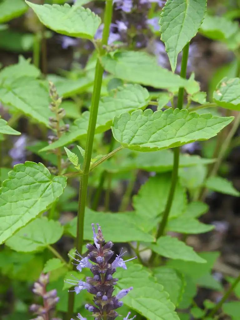 Photo of Agastache 'Astello Indigo' (Agastache 'Astello Indigo's)