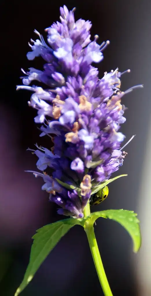 Foto de Agastache 'Black Adder' (Agastache 'Black Adder's)