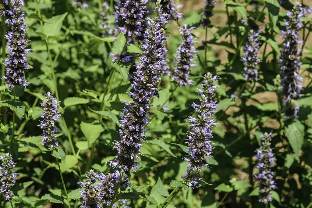 Foto de Agastache 'Black Adder' (Agastache 'Black Adder's)