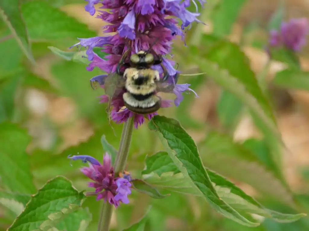 Фото Agastache 'Blue Boa' (Agastache 'Blue Boa's)