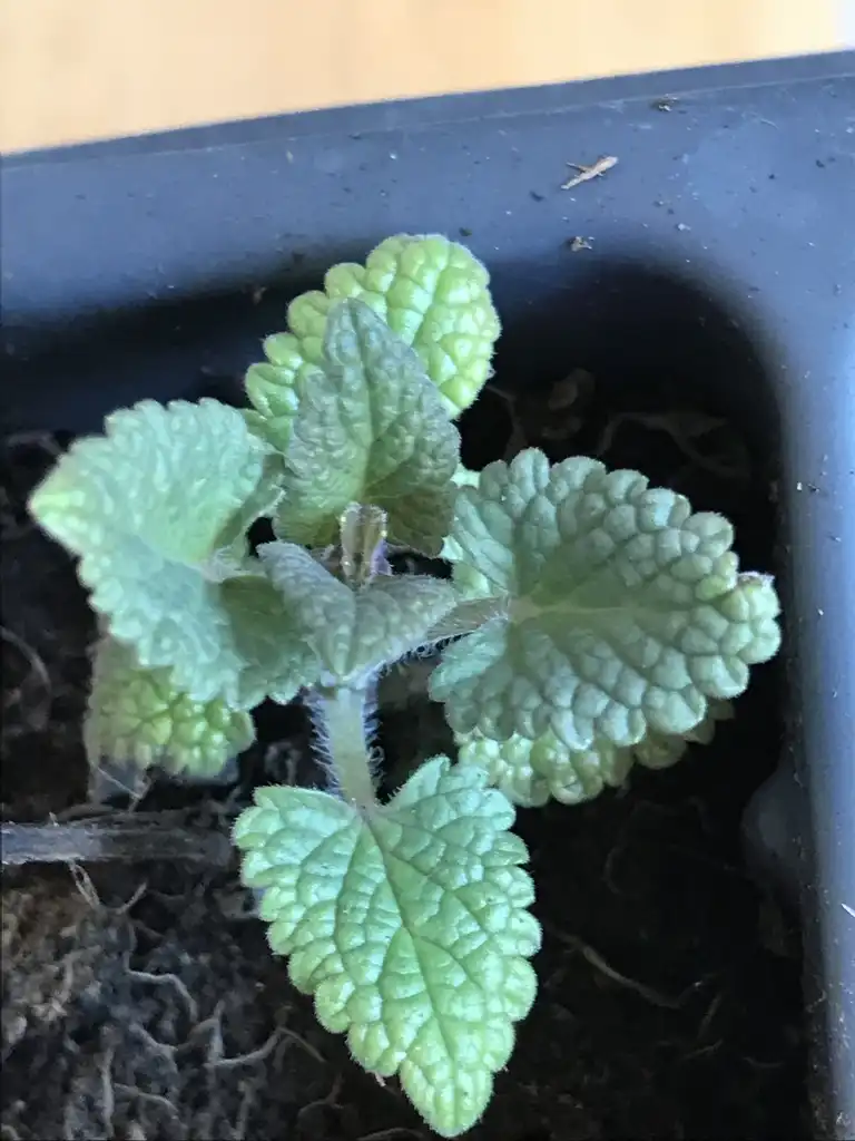 Фото Agastache 'Blue Fortune' (Agastache 'Blue Fortune's)