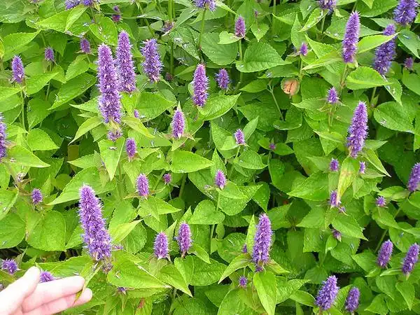 Photo of Agastache foeniculum (Agastache foeniculums)