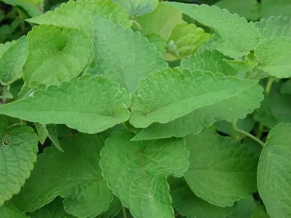 Photo of Agastache foeniculum (Agastache foeniculums)