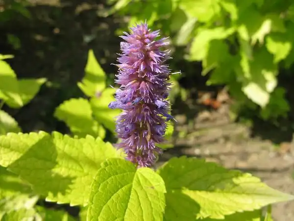 Photo of Agastache foeniculum - Flowers:Kingsbrae Garden