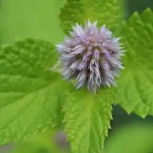 Photo of Agastache foeniculum - 'Golden Jubilee' flower:Debbie Roos