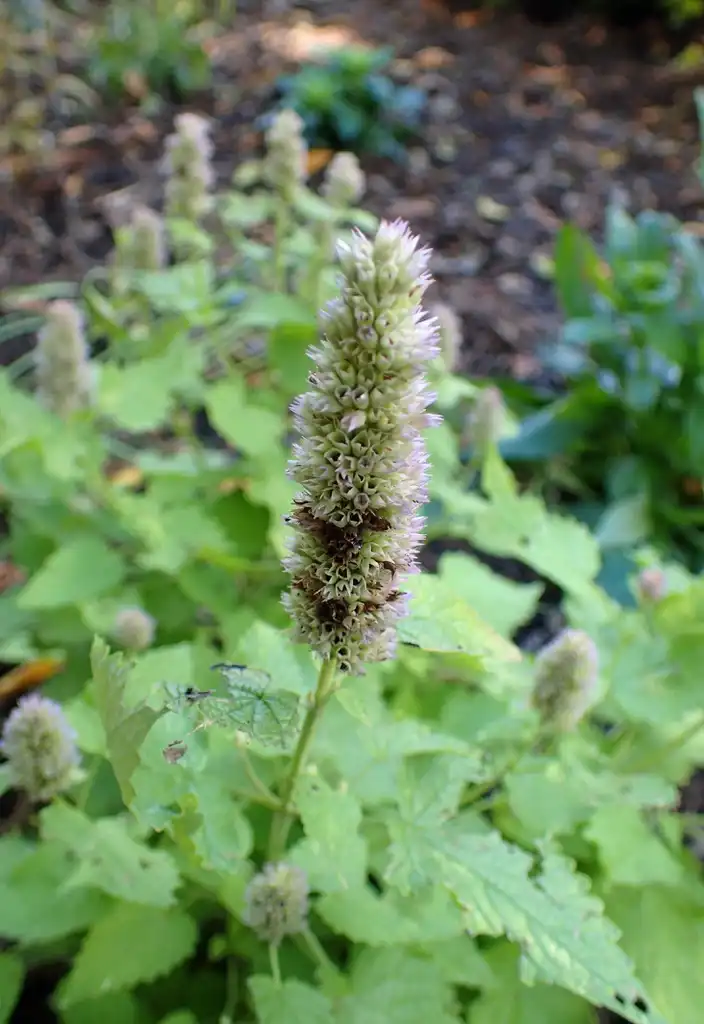 Photo of Agastache foeniculum - 'Golden Jubilee' Flower bulb:Krzysztof Ziarnek, Kenraiz