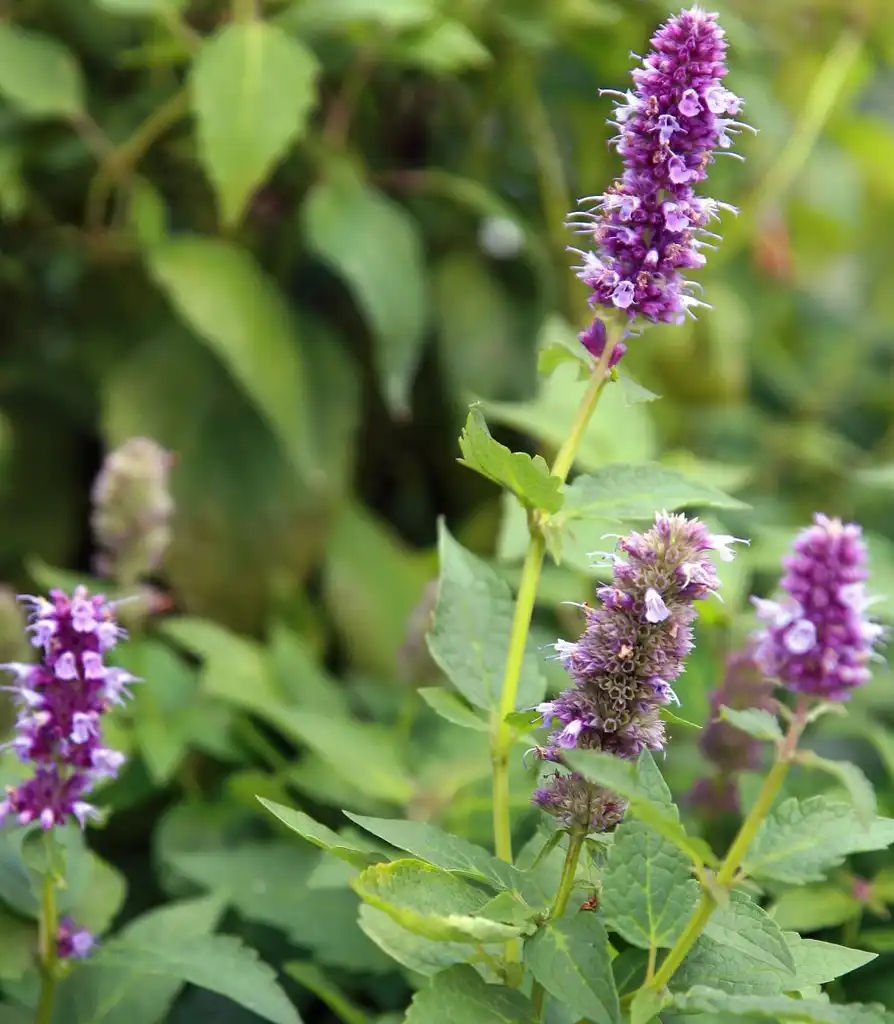 Photo of Agastache foeniculum - Flower and leaves:David J. Stang