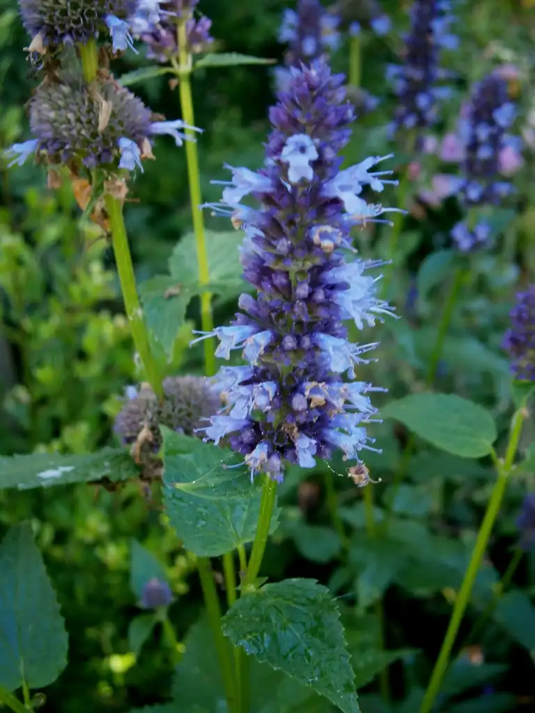Photo of Agastache foeniculum - Flowers:Meneerke bloem