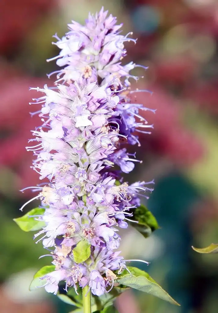 Photo of Agastache foeniculum - Flower close-up:David J. Stang