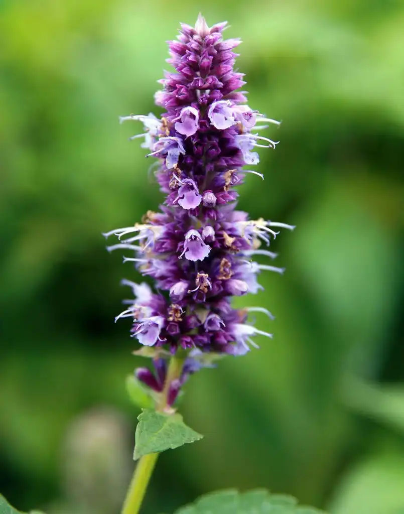 Photo of Agastache foeniculum - ‘Blue Fortune’ Flowers:David J. Stang