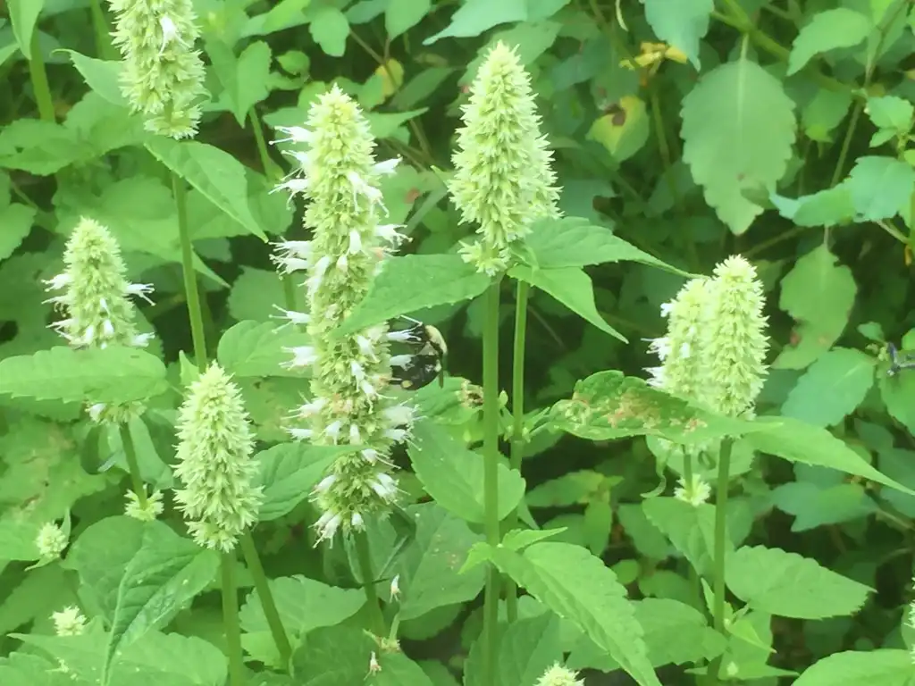 Photo of Agastache foeniculum - Flower and Leaves:Potentillarecta
