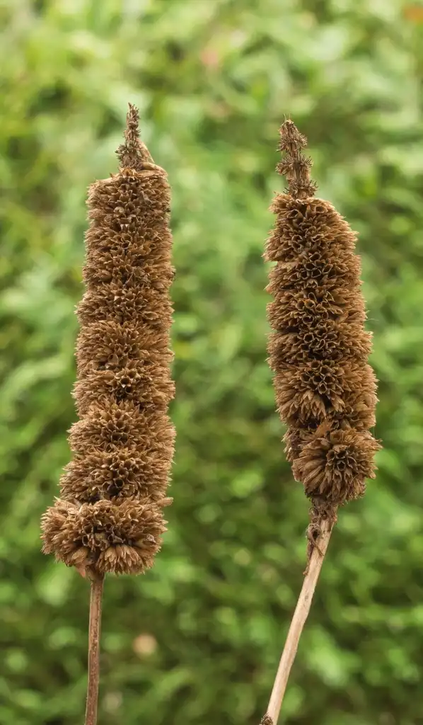 Foto de Agastache 'Purple Haze' (Agastache 'Purple Haze's)